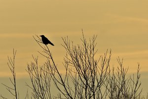 Januar 2012  Ruhrtal-25.jpg