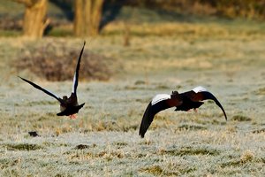 Januar 2012  Ruhrtal-40.jpg