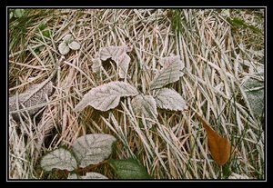 Frost (3).jpg