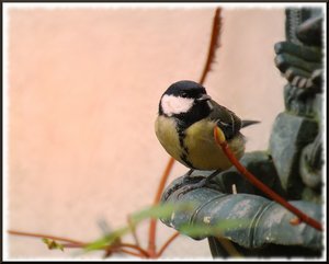Brunnen mit Meise 6 und 7 500 kbBrunnen mit Meise 6.jpg Brunnen mit Meise 6 und 7 500 kbBrunnen mit Meise 6.jpg