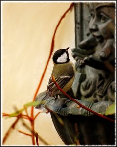 Brunnen mit Meise 6 und 7 500 kbBrunnen mit Meise 7.jpg Brunnen mit Meise 6 und 7 500 kbBrunnen mit Meise 7.jpg