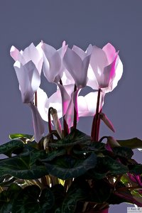 1O5P8846 - 2010-01-24 um 16-43-54.jpg