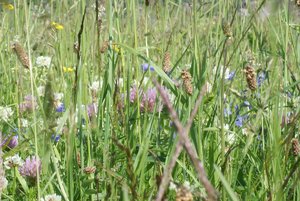 comp_DSC00049 (2).jpg