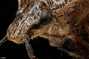 Graue_Gartenwanze_02_1200_2012-01-21-15.05.23 ZS PMaxfd-2.jpg Graue_Gartenwanze_02_1200_2012-01-21-15.05.23 ZS PMaxfd-2.jpg