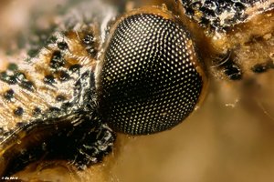 Graue_Gartenwanze_1200_2012-01-21-10.57.02 ZS PMax2-2.jpg Graue_Gartenwanze_1200_2012-01-21-10.57.02 ZS PMax2-2.jpg
