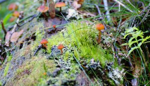 Flechten-Pilze und Farne.jpg