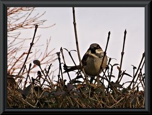 Vogel2a.jpg Vogel2a.jpg