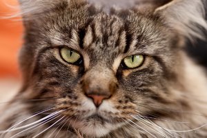 comp-12002KU_1539.jpg comp-12002KU_1539.jpg