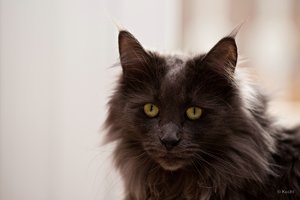 comp-12002KU_1549.jpg comp-12002KU_1549.jpg