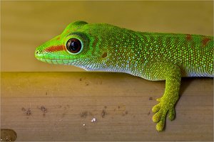 comp_IMG_6446Terrazoo Rheinberg.jpg