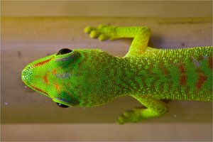 comp_IMG_6450Terrazoo Rheinberg.jpg