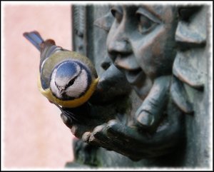 Blaumeise Ausschnitt 500 kbBlaumeise grosser Ausschnitt mit Gimp.jpg Blaumeise Ausschnitt 500 kbBlaumeise grosser Ausschnitt mit Gimp.jpg