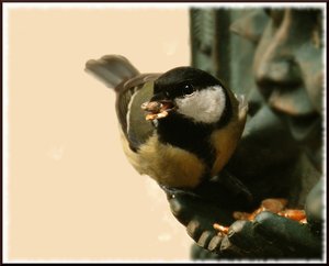 Meise in Gelb 500 kbMeise in Gelb mit Gimp.jpg