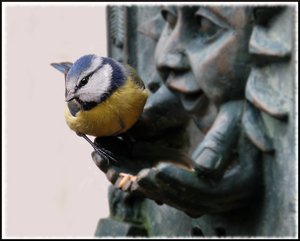 Blaumeise 1 500 kbBlaumeise grosser Ausschnitt 1 mit Gimp.jpg