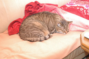 DSC_2933.JPG DSC_2933.JPG