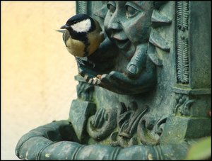 Meise mit Canon 500 kbMeise mit Canon.jpg