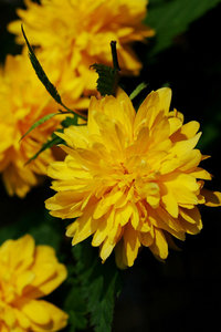 Ranunkel 3.jpg Ranunkel 3.jpg