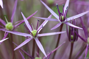 Allium.jpg Allium.jpg