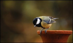 Meise rückwärts 500 kbMeise rückwärts 2.jpg