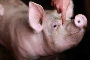 1N4R5256.JPG 1N4R5256.JPG