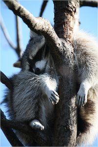 comp_IMG_0508.jpg comp_IMG_0508.jpg