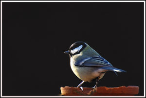 Meise schwierige Aufnahme 500 kbMeise schwierige Aufnahme 2.jpg