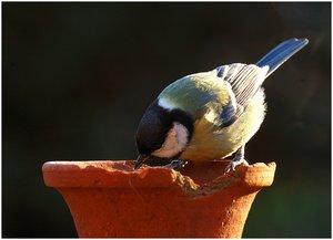 Meise schwieriges Licht 500 kbMeise schwieriges Licht 1.jpg