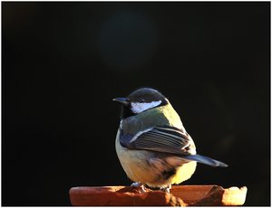 Meise schwieriges Licht 500 kbMeise schwieriges Licht 4.jpg