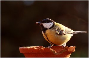 Meise schwieriges Licht 500 kbMeise schwieriges Licht.jpg