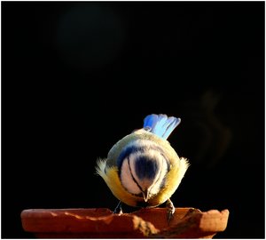 Meise schwieriges Licht 500 kbMeise schwieriges Licht3.jpg