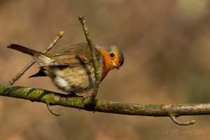 Waldsee Moers-16.jpg