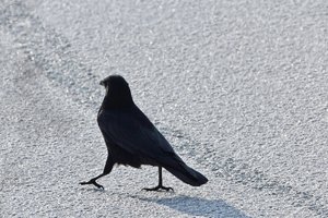 Waldsee Moers-20.jpg