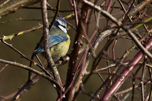 Waldsee Moers-21.jpg