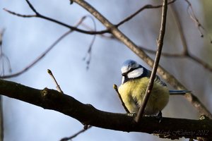 Waldsee Moers-22.jpg