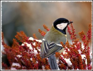 Meise in Heide 1 500 kbMeise in Heide 1.jpg