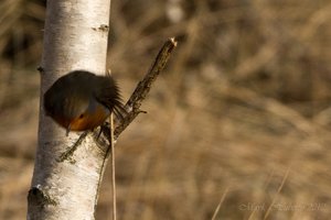 Waldsee Moers-12.jpg