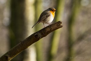 Waldsee Moers-18.jpg