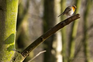 Waldsee Moers-19.jpg