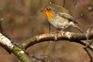 Waldsee Moers-25.jpg