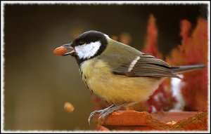 Meise mit Kern mit Gimp 500 kbMeise mit Kern mit Gimp.jpg