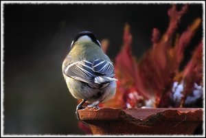 Meise mit Kern mit Gimp 500 kbMeise mit Kern rückwärts entrauscht mit Gimp.jpg