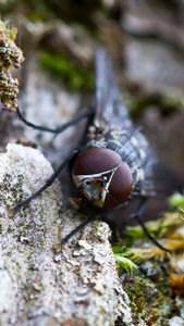 Schau mir in die Augen.jpg