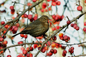 piepmatz3.jpg piepmatz3.jpg