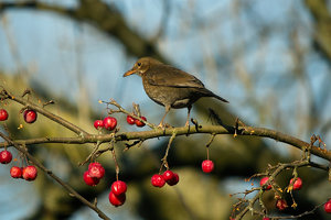 piepmatz5.jpg piepmatz5.jpg