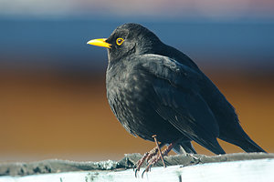 800-DSC_3273.jpg 800-DSC_3273.jpg