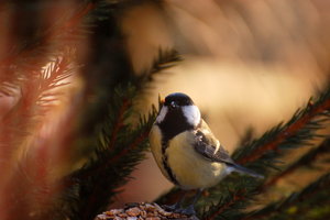Meise im Gegenlicht0001.JPG