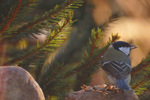 Meise im Gegenlicht 10001.JPG