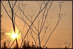 comp_Im Gegenlicht.jpg