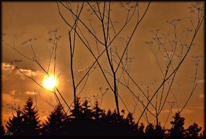 comp_Im Gegenlicht1.jpg