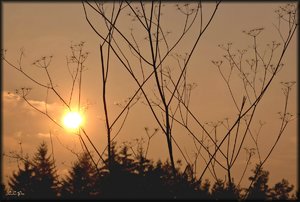 comp_Im Gegenlicht1.jpg